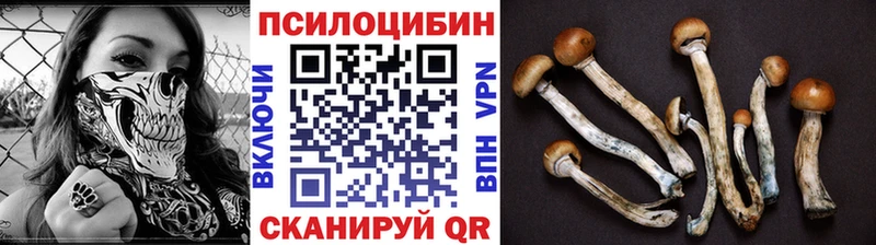 Купить  Венёв  Галлюциногенные грибы Psilocybe 